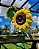 Girassol Gigante - Imagem 1