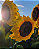 Girassol Gigante - Imagem 2