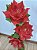 Mini Pedestal para Natal * 60cm - Imagem 1