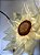 Girassol Gigante em Organza - Imagem 3