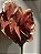 Manhattan Ruby: A Rosa Gigante em Red Gold - Imagem 7