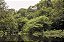 Print Amazonia 8 - Imagem 1