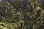Print Campos de Arroz Bali - Imagem 1