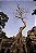 Print Angkor Wat 6 - Imagem 1