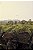 Print Angkor Wat 7 - Imagem 1
