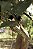 Print Amazonia 2 - Imagem 1