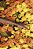 Print Flores India - Imagem 1