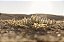 Print Deserto Agafay 2 - Imagem 1