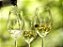 Vinho Quinta do Morgado Branco Seco 245ML - Imagem 2