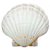 Concha Shell Marinha Fundo Branco Natural do Mar - Imagem 1