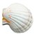 Concha Shell Marinha Fundo Branco Natural do Mar - Imagem 5