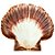 Concha Shell Marinha Fundo Branco Natural do Mar - Imagem 3