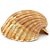 Concha Shell Laranja Natural Pequena - Imagem 3