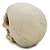 Estatueta Cranio De Caveira Em Resina 10Cm - Imagem 3