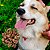 Petisco para Cachorro Natural Pulmão Ovino | Universo Bicho Zen - Imagem 2