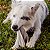 Petisco Mastigável para Cães Orelha Bovina Desidratada | Universo Bicho Zen - Imagem 2