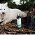 Shampoo Natural Zen para Cães e Gatos com Pele Sensível - Limpeza Suave - Universo Bicho Zen - Imagem 2