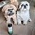 Kit com 5 Shampoos Zen para Cães e Gatos com Pele Sensível - Limpeza Suave - Universo Bicho Zen - Imagem 6