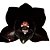 Orquidea Negra Catasetum Fredcla. After Dark - Adulta - Imagem 2