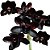Orquidea Negra Catasetum Fredcla. After Dark - Adulta - Imagem 1