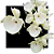 Catasetum Pileatum Albo - Imagem 1