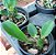 Kit de 3 Cattleya Walkeriana Selecionados Cod 03 - Imagem 2