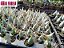 Kit De 5 Catasetum - Cod 2038 - Imagem 2