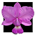 Orquidea Cattleya Walkeriana Tipo - Adulta - 39,99 - Imagem 1