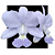 Orquidea Cattleya Walkeriana Coerulea Magnus X Blue Formosa - Imagem 1