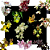 Kit 3 Catasetum - Adultos - Orquideas - Imagem 1