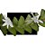 Orquídea Angraecum Eburneum - Muda Linda - Imagem 1