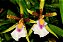 Orquidea Aspasia Silvana - Imagem 1