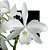 Orquidea Laelia Purpurata (alba X Alba) - Imagem 1