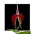 Bulbophyllum Masdevalliaceum - Imagem 1