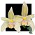Orquidea Bulbophyllum Siamense - Imagem 1