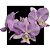 Cattleya Nobilior Amaliae Morena dos Olhos azuis x Self - Imagem 1