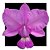 Cattleya Walkriana  primeiro de maio x DJF 35 - Imagem 1