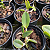 Cattleya Walkeriana  ( Suave denise x S/a Tokio ) x S/a Tokio - Imagem 2