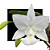 Cattleya Walkeriana Alba - Estrela da colina x Feitiço de goias - corte - Imagem 1