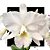 Cattleya Labiata Amesiana - Imagem 1