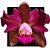 Cattleya Leopoldii Labeloide x Labeloide - Imagem 1