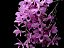Dendrobium Anosmum tipo - Imagem 1