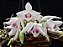 Dendrobium Parishi semi albo - Imagem 1
