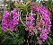 Dendrobium Parishi - Imagem 1