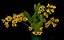 Dendrobium Chrysotoxum - Imagem 1