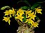 Dendrobium Trigonopus - Imagem 1
