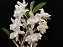 Dendrobium Nobile Albo - Imagem 1