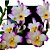 Dendrobium Nobile - Imagem 1