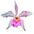 Cattleya Mossaei x Forbesi - Imagem 1