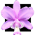 Cattleya A brazilian drean - Imagem 1